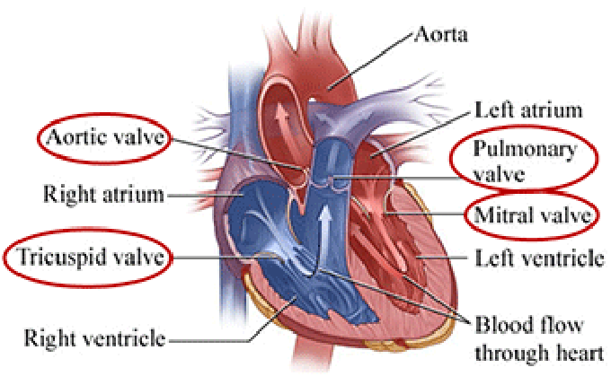 The Structure & Functions of the Heart - Elite Cardiovascular Group